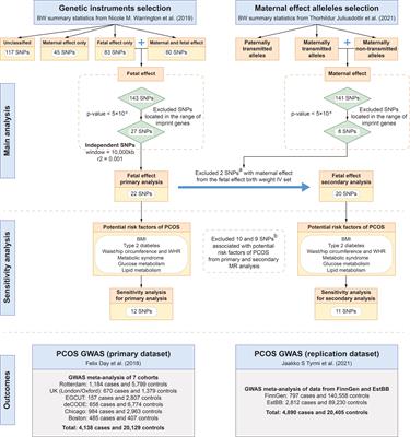 Fetal genome predicted birth weight and polycystic ovary syndrome in later life: a Mendelian randomization study